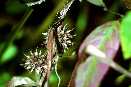 Sparganium americanum Nutt. (American bur-reed)