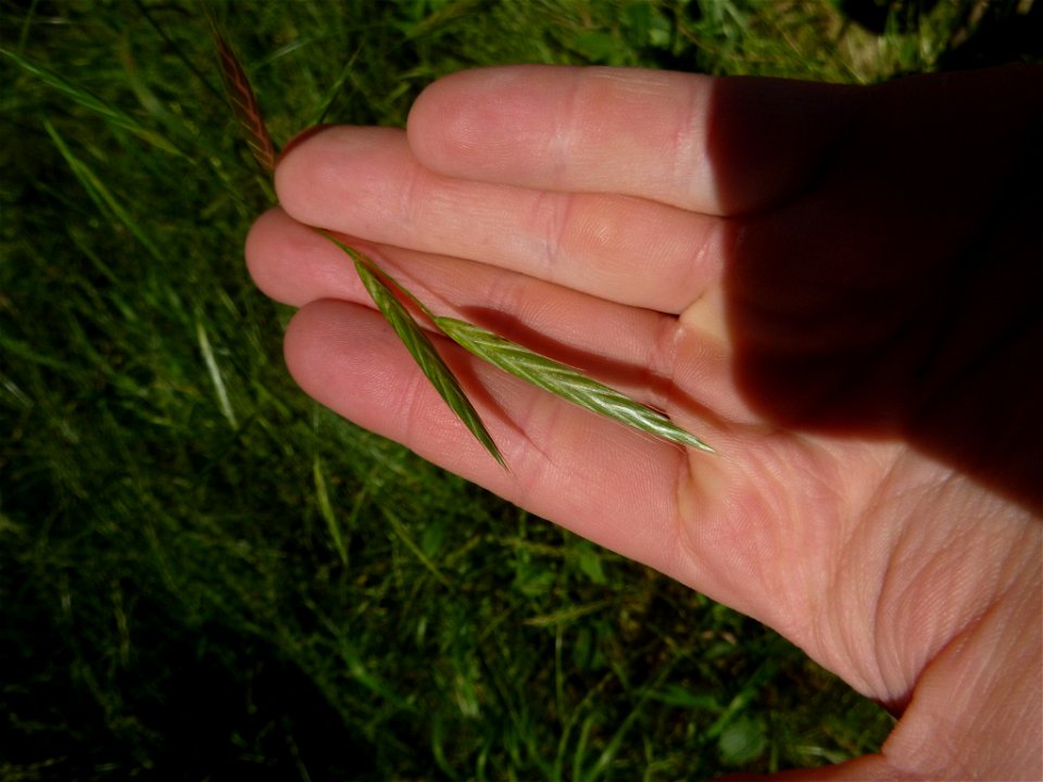 Ceratochloa carinata