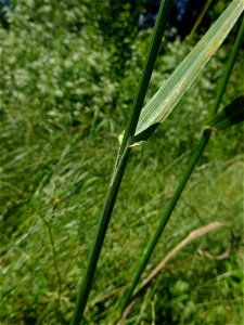 Ceratochloa carinata