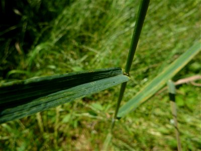 Ceratochloa carinata
