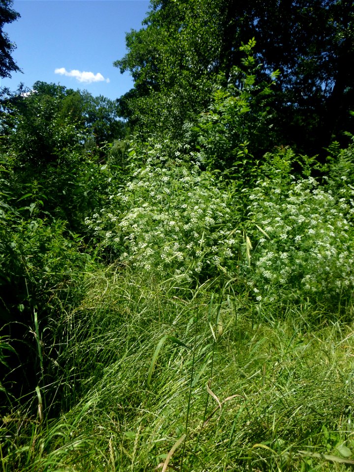 Ceratochloa carinata