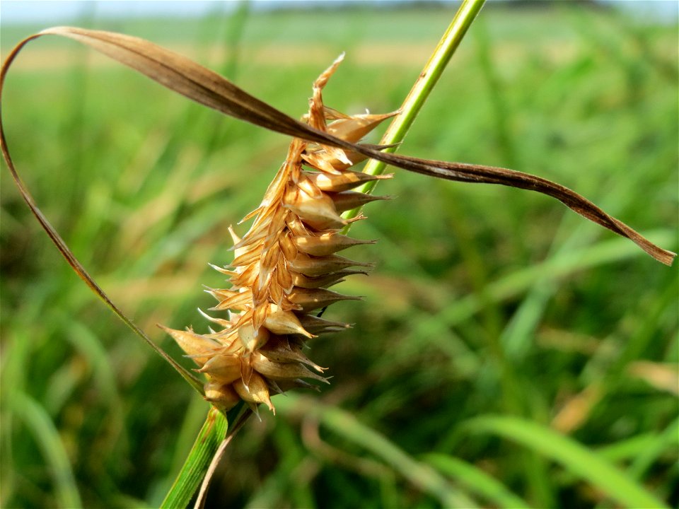 Blasen-Segge (Carex vesicaria) im Naturschutzgebiet Mürmes