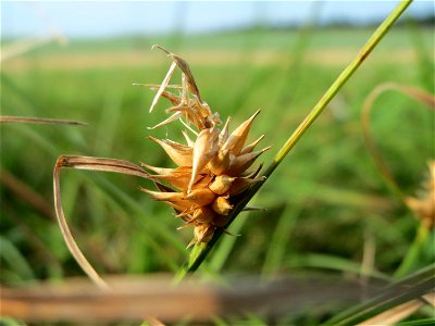 Blasen-Segge (Carex vesicaria) im Naturschutzgebiet Mürmes