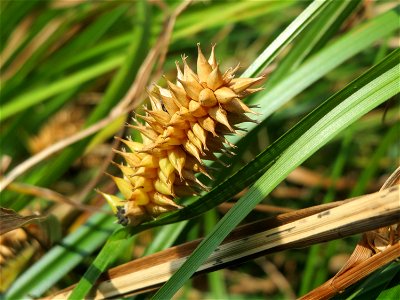 Blasen-Segge (Carex vesicaria) im Naturschutzgebiet Mürmes