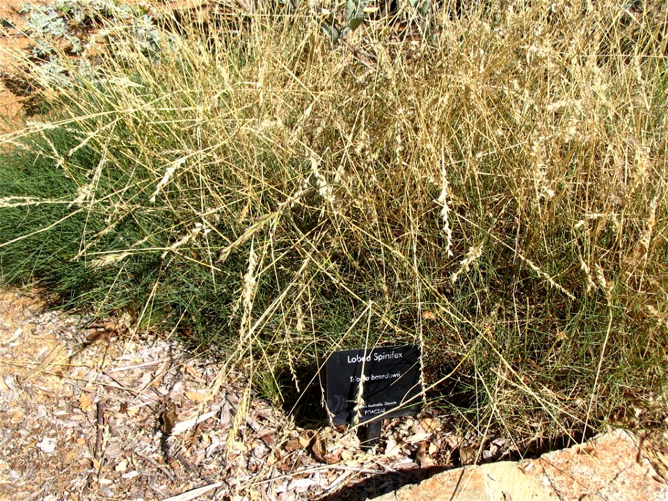 Lobed Spinifex (Triodia basedowii), an Australian grass, in Kings Park, Perth, Australia. See en:Triodia (plant genus) and wikispecies:Triodia basedowii.