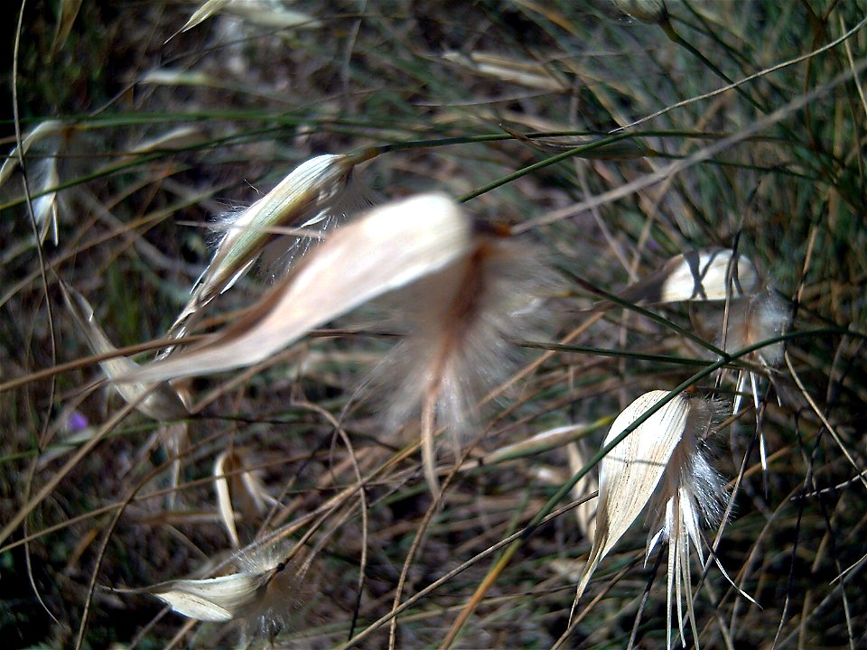 Lygeum_spartum en La Mata, Torrevieja, Alicante, Spain
