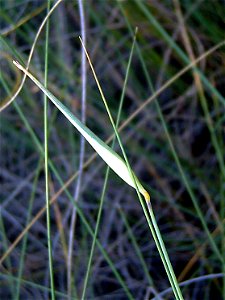 Lygeum_spartum en La Mata, Torrevieja, Alicante, Spain