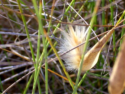 Lygeum_spartum flower closeup, La Mata, Torrevieja, Alicante, Spain