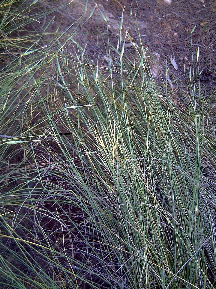 Lygeum_spartum en La Mata, Torrevieja, Alicante, Spain