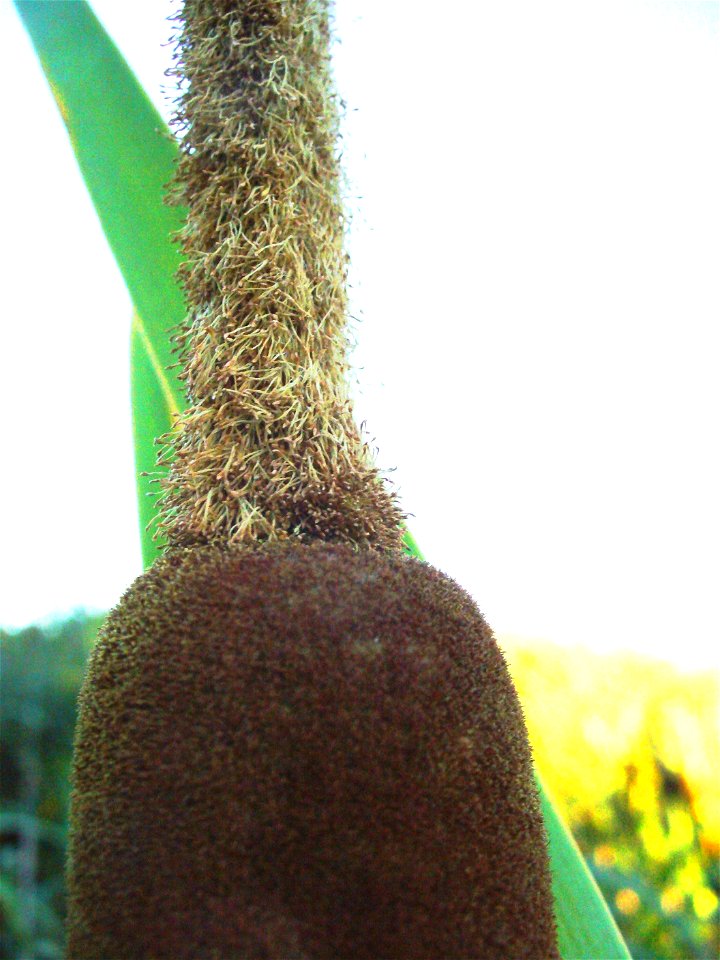 male {top} and female inflorescence