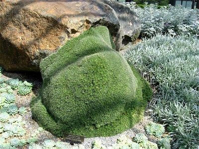 A picture of Deuterocohnia brevifolia. The plant shown was mislabeled as Abromeitiella brevifolia.