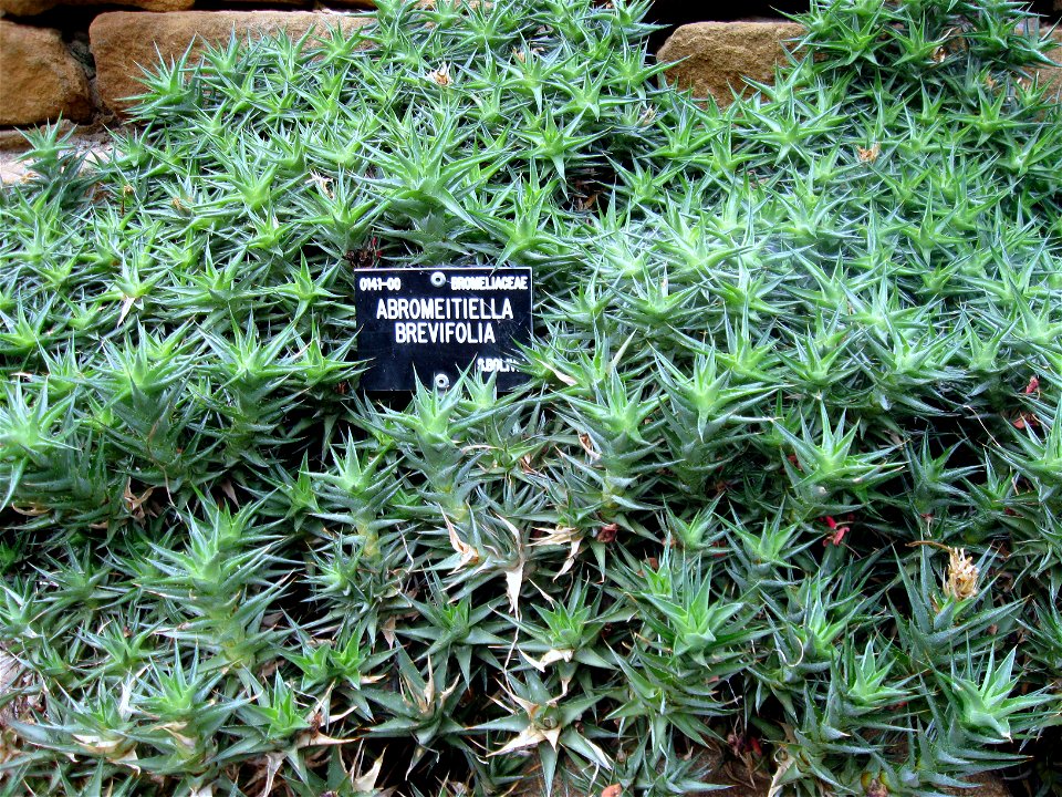 Abromeitiella brevifolia photographed at Durham University Botanic Garden on 3 June 2009.