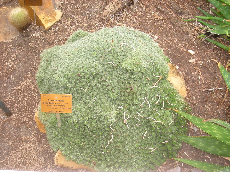 Deuterocohnia brevifolia specimen in the National Botanic Garden of Belgium, Meise, just north of Brussels, Belgium.