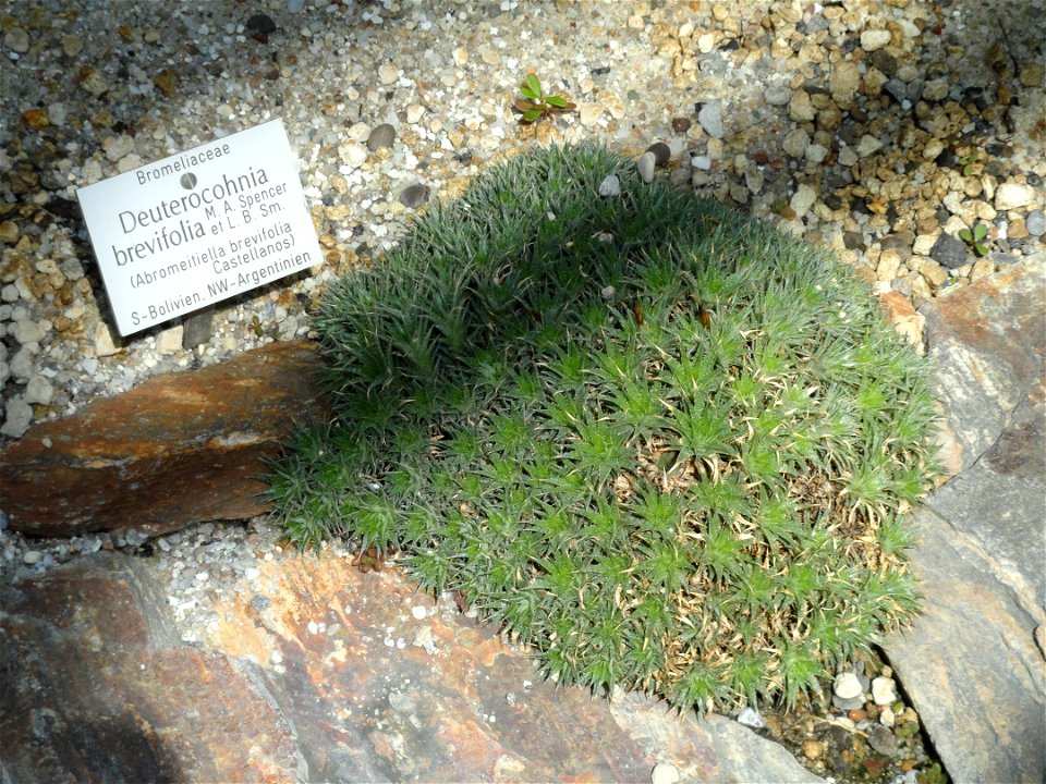 Deuterocohnia brevifolia specimen in the Botanischer Garten München-Nymphenburg, Munich, Germany.