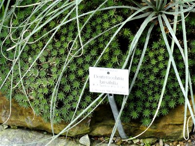 Deuterocohnia brevifolia specimen in the Botanischer Garten München-Nymphenburg, Munich, Germany.