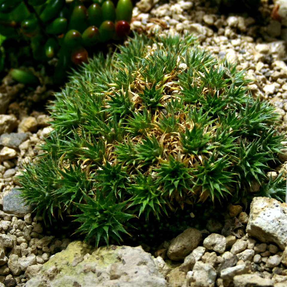 Plant Deuterocohnia brevifolia in Fata Morgana Greenhouse, Prague, Troja