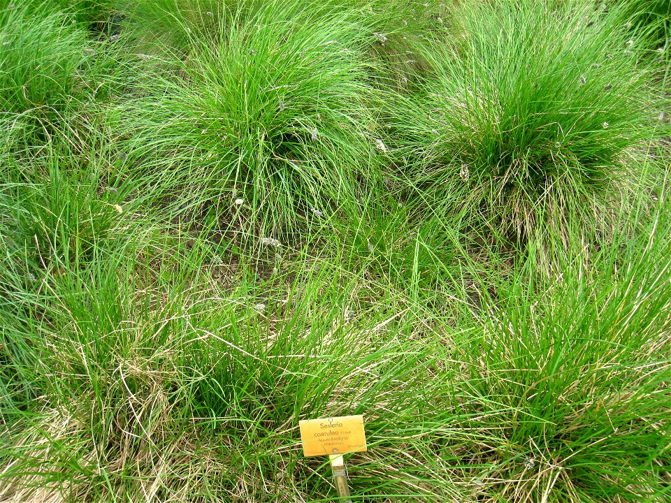 Sesleria caerulea specimen in the Botanischer Garten, Berlin-Dahlem (Berlin Botanical Garden), Berlin, Germany.
