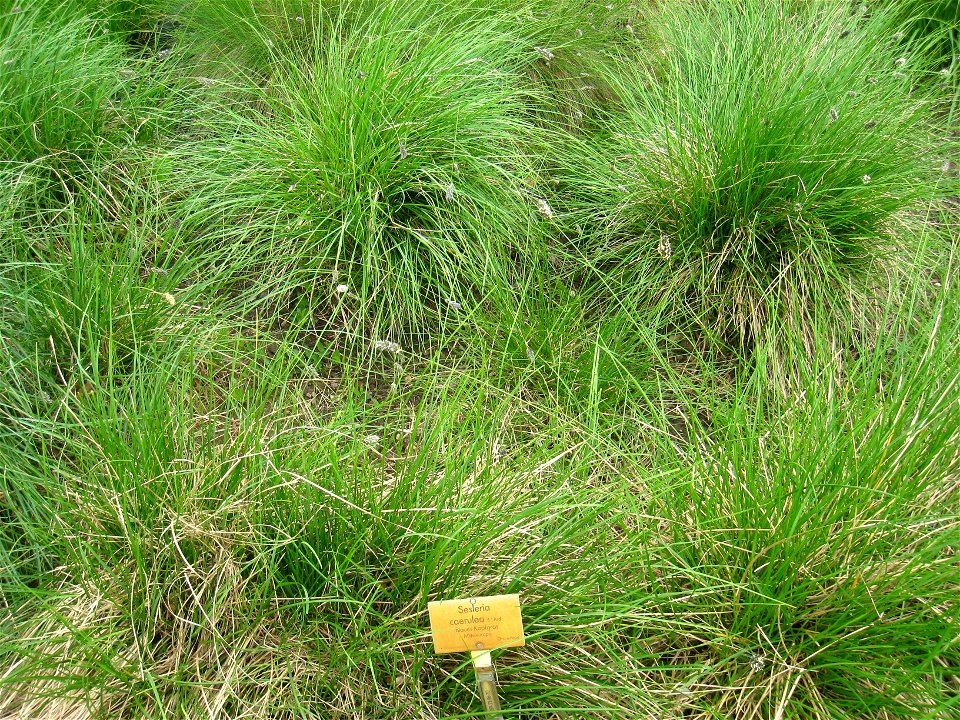 Sesleria caerulea specimen in the Botanischer Garten, Berlin-Dahlem (Berlin Botanical Garden), Berlin, Germany. photo