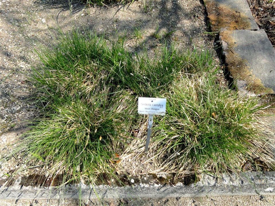 Sesleria caerulea specimen in the Botanischer Garten München-Nymphenburg, Munich, Germany.