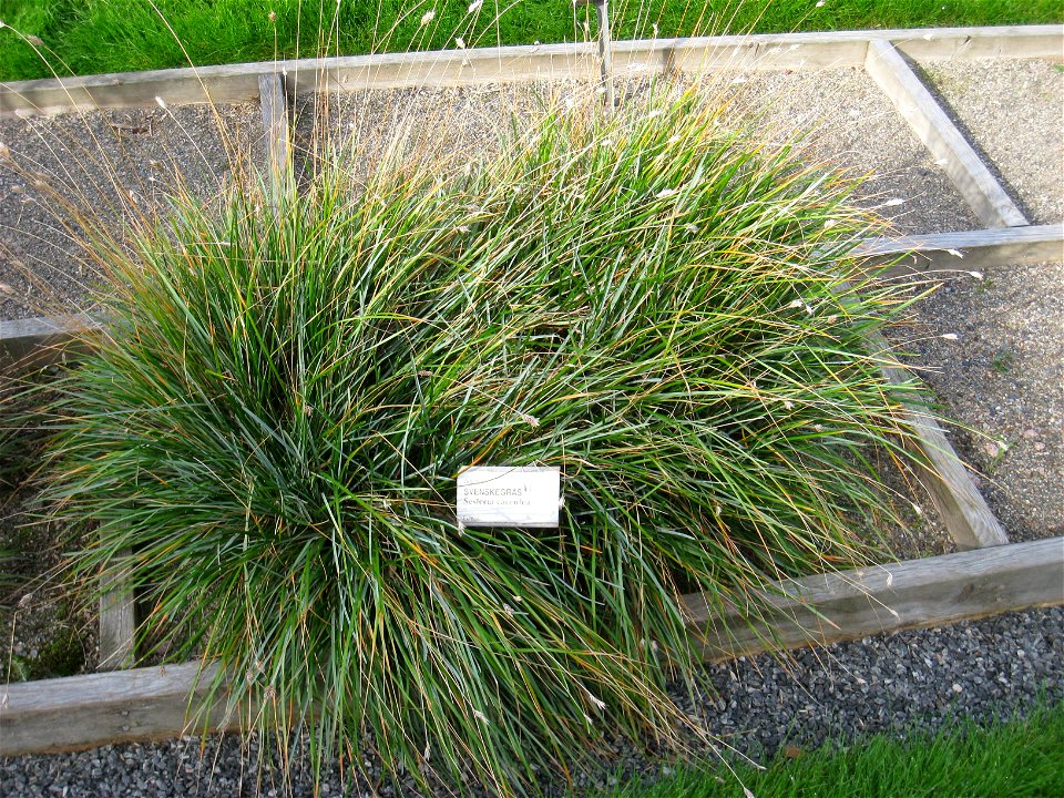 Sesleria caerulea - Oslo botanical garden, Oslo, Norway.