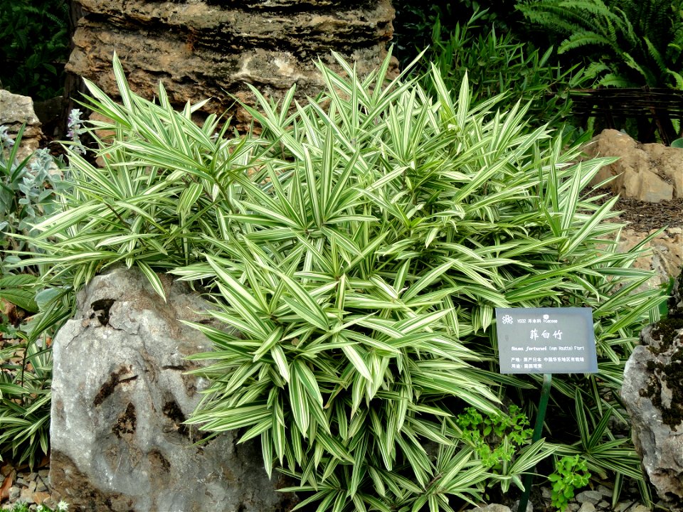 Plant specimen in the Kunming Botanical Garden, Kunming, Yunnan, China.