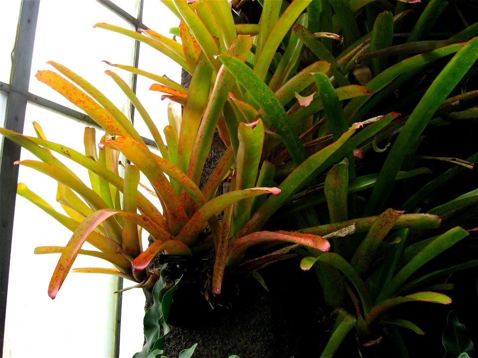A picture of Aechmea blanchetiana the orange form.