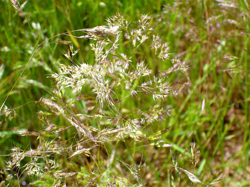 ?? inflorescences, Valle de Alcudia, Spain (this plant was incorrectly identified)