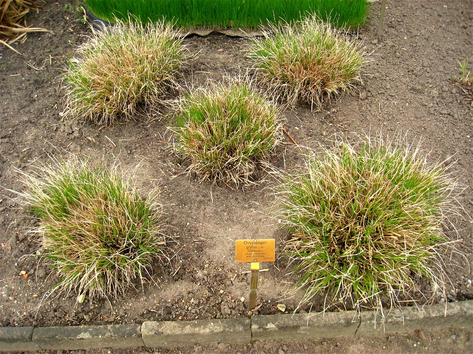 Chrysopogon gryllus specimen in the Botanischer Garten, Berlin-Dahlem (Berlin Botanical Garden), Berlin, Germany.