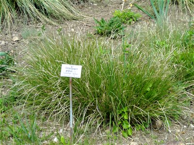 Chrysopogon gryllus specimen in the Botanischer Garten München-Nymphenburg, Munich, Germany.