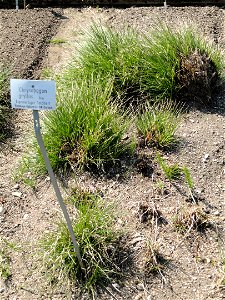Chrysopogon gryllus specimen in the Botanischer Garten München-Nymphenburg, Munich, Germany.