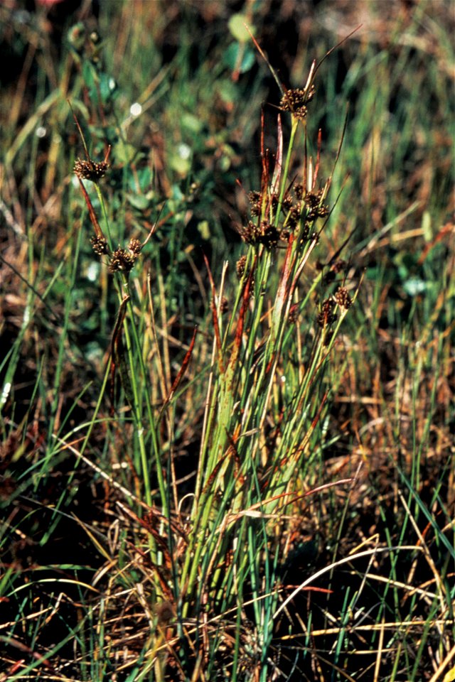 Luzula multiflora