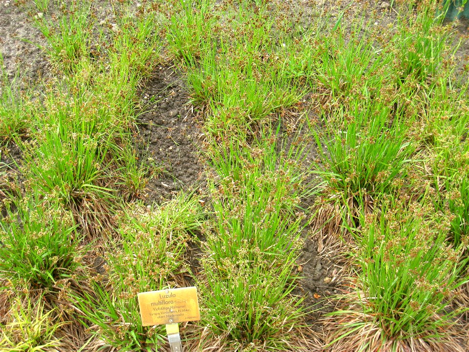 Luzula multiflora specimen in the Botanischer Garten, Berlin-Dahlem (Berlin Botanical Garden), Berlin, Germany.