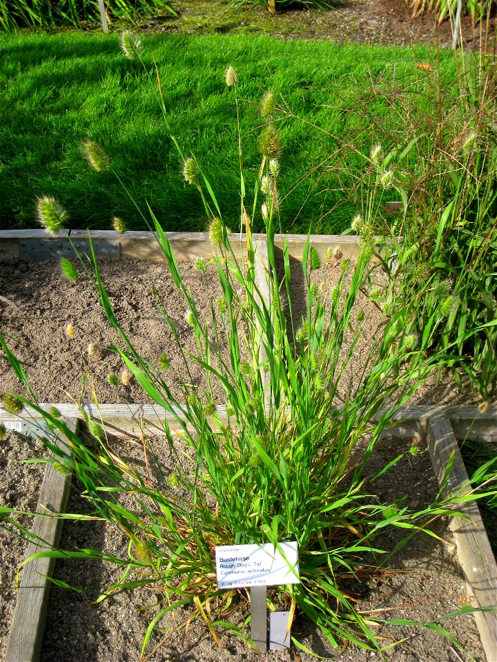Cynosurus echinatus - Oslo botanical garden, Oslo, Norway.