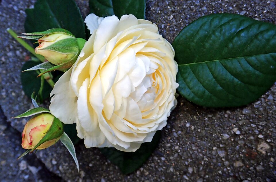 Perfume garden nature
