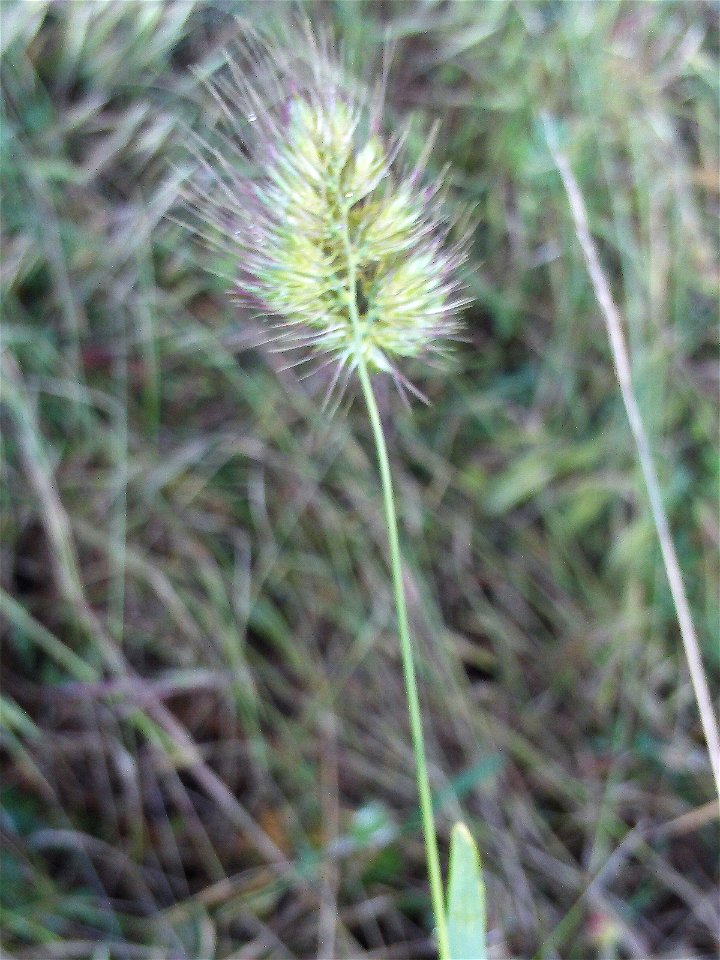 Cynosurus echinatus spike, Dehesa Boyal de Puertollano, Spain