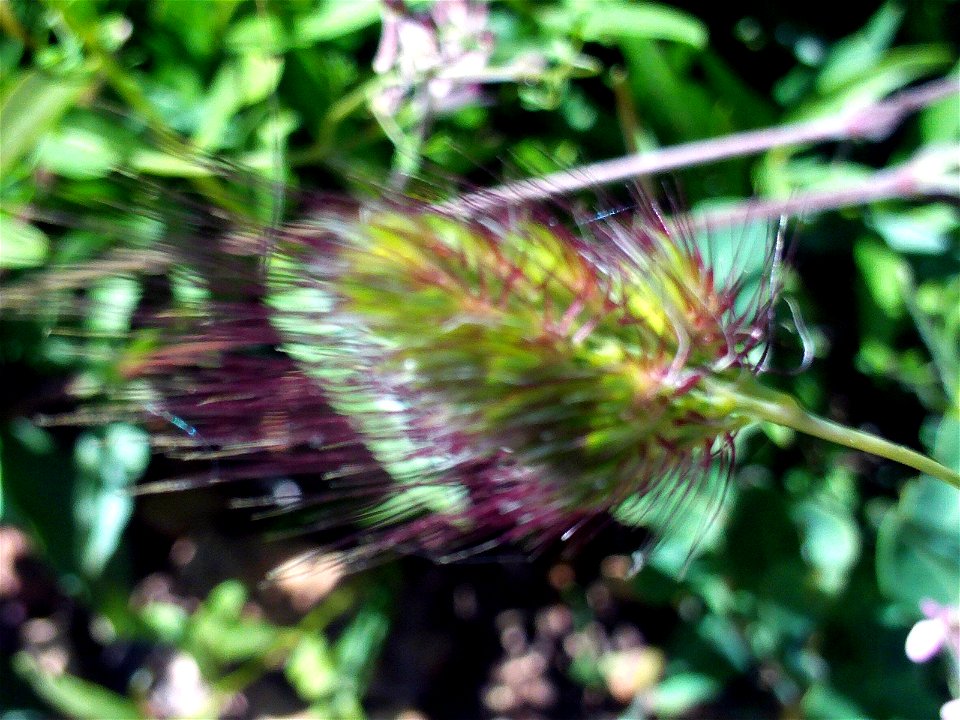 Cynosurus echinatus spike close up, Dehesa Boyal de Puertollano, Spain