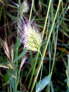 Cynosurus echinatus spike, Dehesa Boyal de Puertollano, Spain