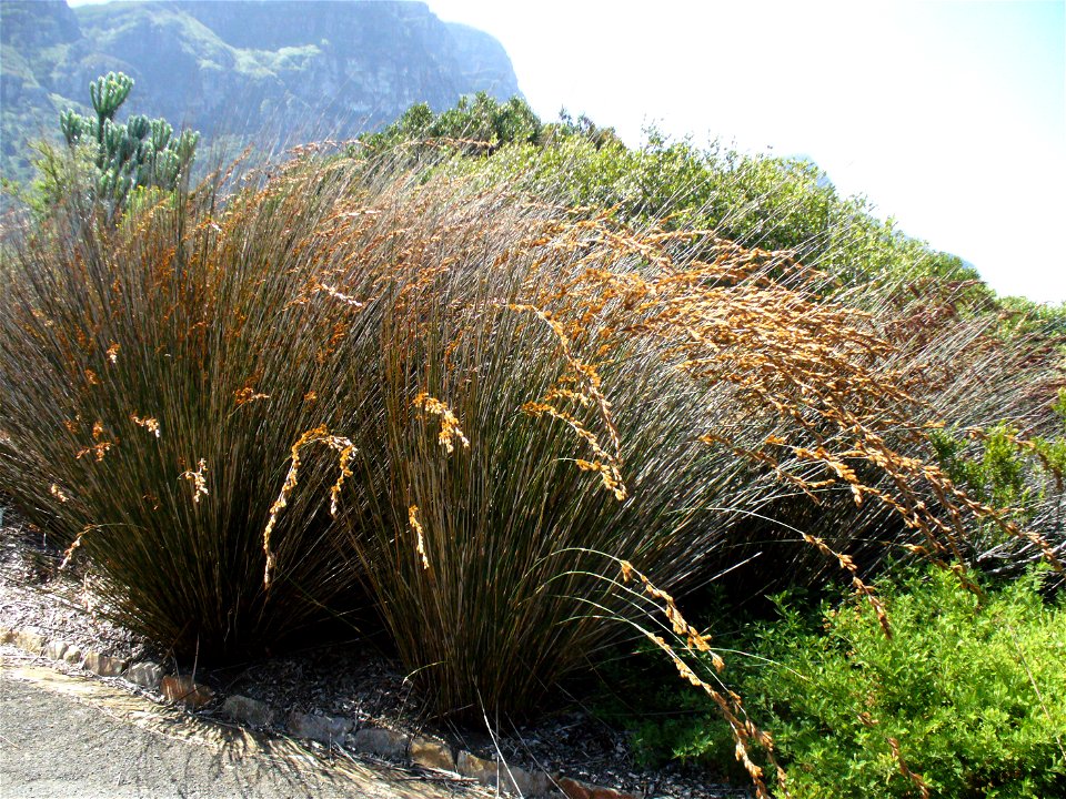 Albertina Dakriet (Thamnochortus insignis)
