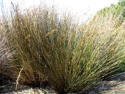 Albertina thaching reed (Thamnochortus insignis)
