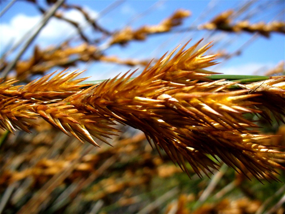 Seedhead Albertina Thatching reed (Thamnochortus insignis)