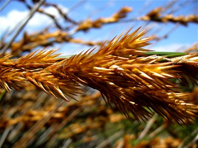 Seedhead Albertina Thatching reed (Thamnochortus insignis)