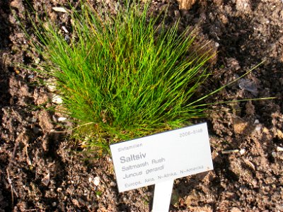 Saltmarsh Rush, Oslo Botanical Garden, Oslo, Norway