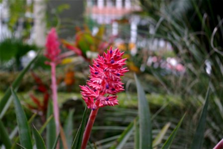 Aechmea distichantha im Botanischen Garten von Puerto de la Cruz, Teneriffa