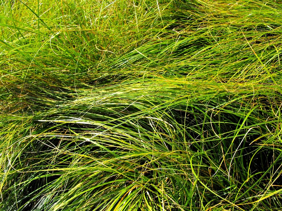 Carex praegracilis in the Water Conservation Garden at Cuyamaca College, El Cajon, California, USA. Identified by sign.