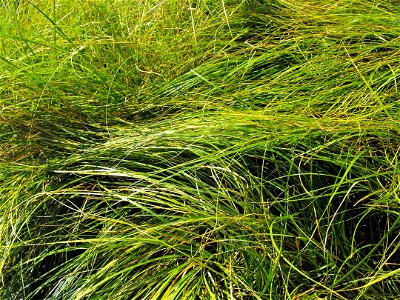 Carex praegracilis in the Water Conservation Garden at Cuyamaca College, El Cajon, California, USA. Identified by sign. photo