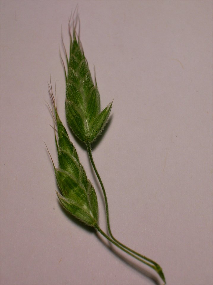 Details of spikelets of Bromus commutatus, Meadow Brome, from Spier's, Ayrshire, Scotland.