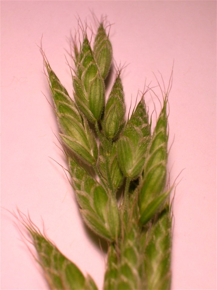 Spikelets of a Bromus commutatus panicle. The Meadow Brome. Spier's, Beith, Ayrshire, Scotland.