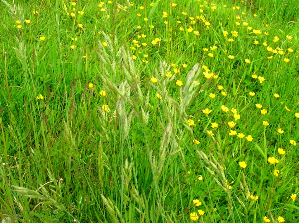 Bromus commutatus, Meadow Brome, road verge, Spier's, Ayrshire, Scotland.