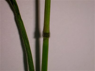 A node of Bromus commutatus, the Meadow Brome. Spier's, Beith, Ayrshire, Scotland. photo