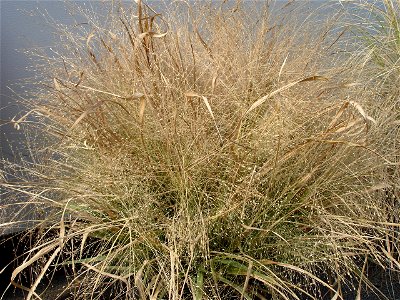 Eragrostis spectabilis